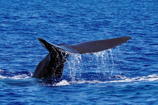 Magic Dolphin Sea Safaris - Comfort vs speed: the main tradeoff to plan around
