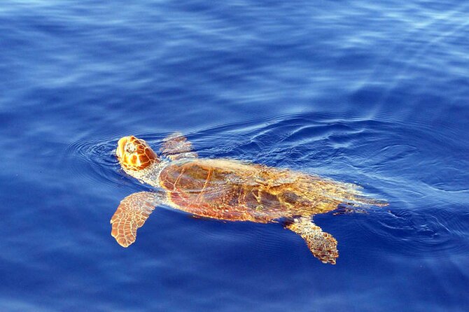Magic Dolphin Sea Safaris - Price and value: why $60.49 can feel fair if you get even one big moment