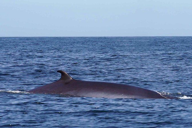 Magic Dolphin Sea Safaris - Spotters on land, then the captain goes straight to the action