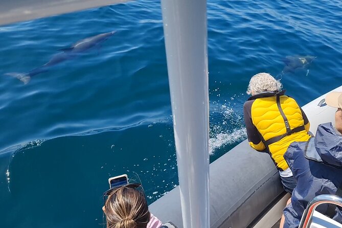 Meet the Lisbon Dolphins - Dolphin Watching in Lisbon - Meeting at Doca de Santo Amaro and what happens before the first sighting