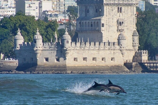 Meet the Lisbon Dolphins - Dolphin Watching in Lisbon - Learning how to observe dolphins, not just spot them