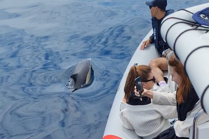 Meet the Lisbon Dolphins - Dolphin Watching in Lisbon - The quick monuments pass: a short, practical way to see Lisbon from water
