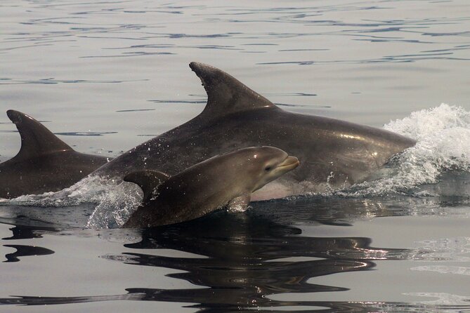 Meet the Lisbon Dolphins - Dolphin Watching in Lisbon - Group size and boat comfort: why this feels more personal
