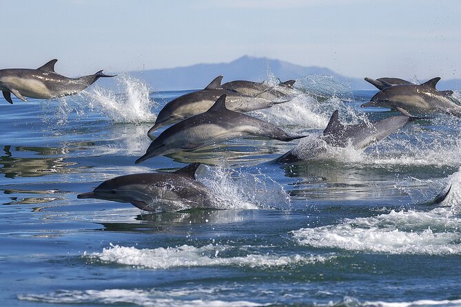 NEW Lagos-Watching Dolphins and Benagil Cave with Biologists - Lagos dolphin watching + Benagil Cave: the big idea