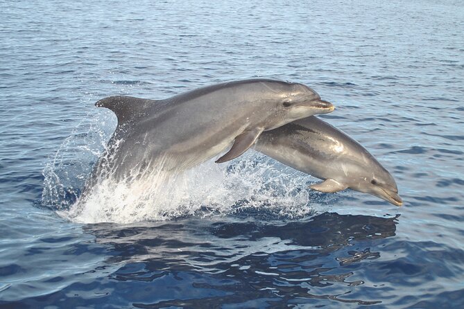 NEW Lagos-Watching Dolphins and Benagil Cave with Biologists - The dolphin search: why the biologist really changes the trip