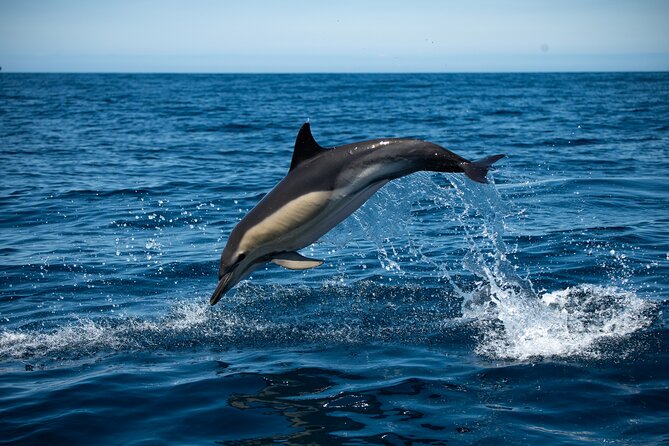 Observation of Dolphins and Whales with Marine Biologist in Arrábida - Key highlights from the Arrábida marine-life cruise