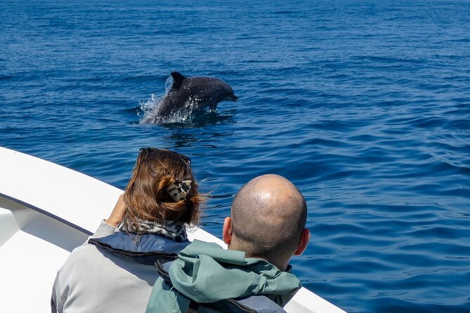 Observation of Dolphins and Whales with Marine Biologist in Arrábida - Dolphins and whales off Sesimbra: why this cruise feels worth it