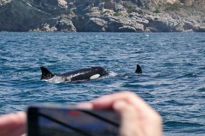 Observation of Dolphins and Whales with Marine Biologist in Arrábida - What you can realistically spot: bottle-nose dolphins, common dolphins, and maybe whales