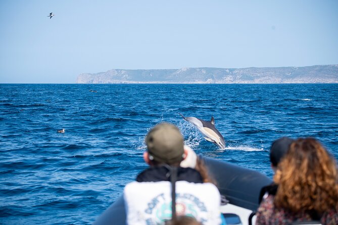 Observation of Dolphins and Whales with Marine Biologist in Arrábida - The marine biologist on board: what makes it different from a regular boat ride