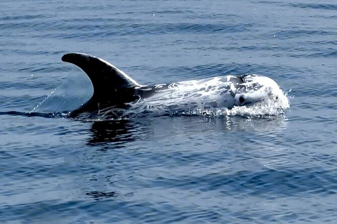 Observation of Dolphins and Whales with Marine Biologist in Arrábida - Respectful dolphin watching: what to notice in the moment
