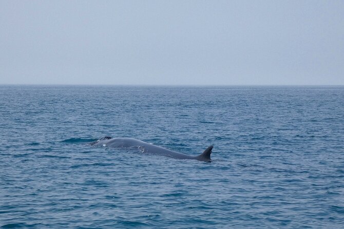 Observation of Dolphins and Whales with Marine Biologist in Arrábida - Swimming on a wild Arrábida beach: great if conditions allow