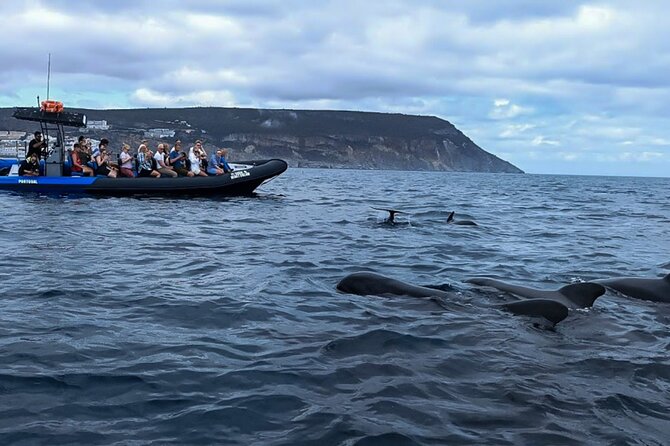 Observation of Dolphins and Whales with Marine Biologist in Arrábida - The morning plan: meeting at DayDream Experience and getting on the water