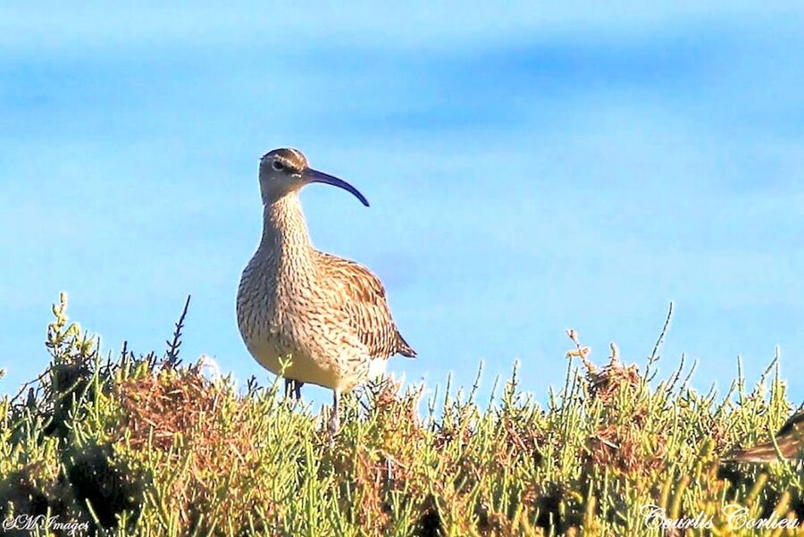 Olhão: 3 Islands Guided Sightseeing Tour with Lunch - Ria Formosa islands from Olhão: why this trip feels real