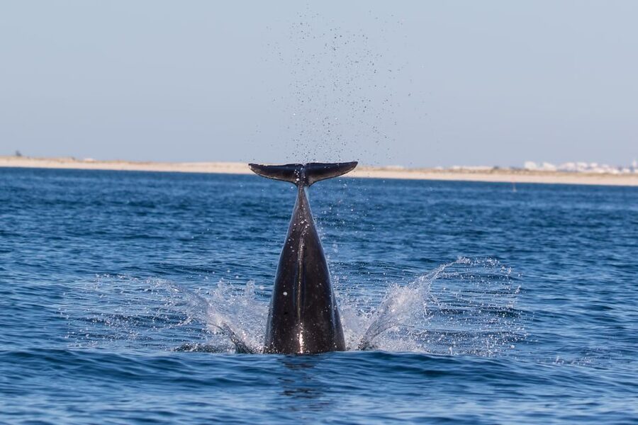 Olhão: Dolphin Observation - Key highlights I’d circle on your booking