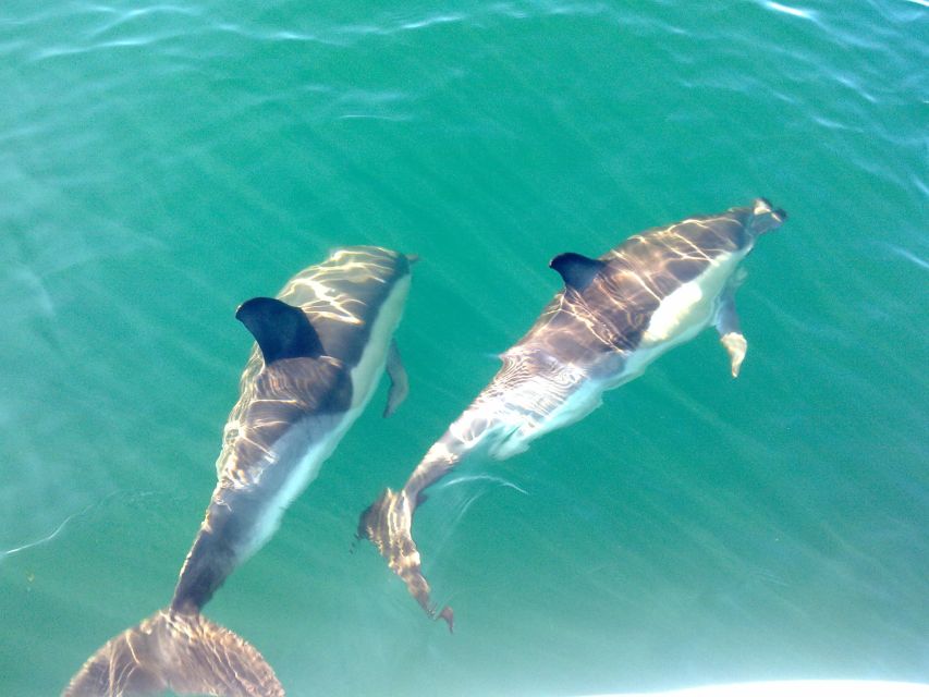Olhão: Dolphin Observation - Olhão and Ria Formosa: where dolphin watching makes sense in the Algarve