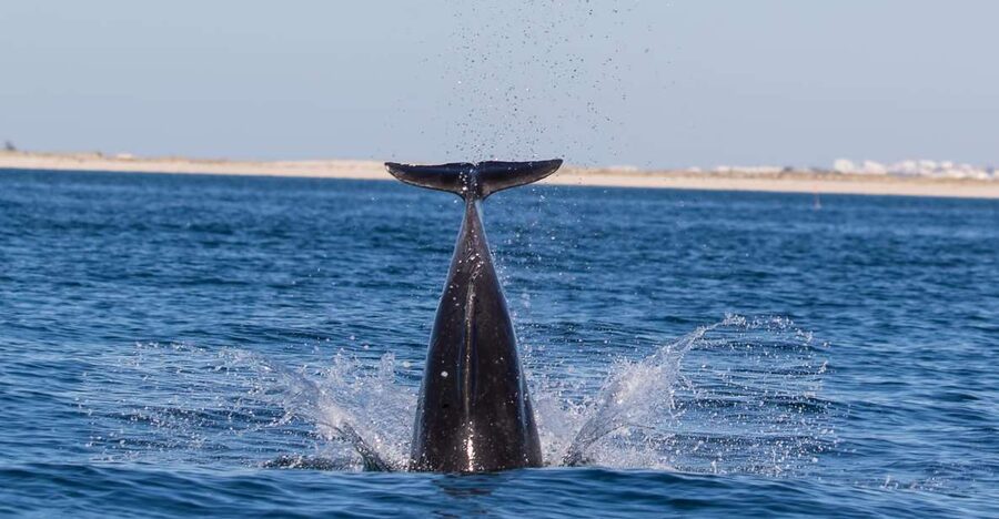 Olhão: Dolphin Observation - Practical itinerary flow, so you know what you’re signing up for