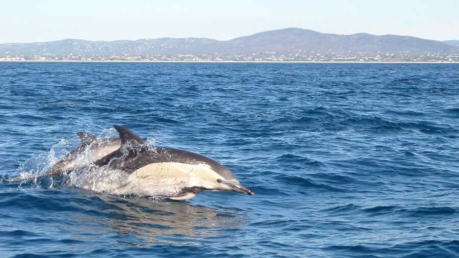 Olhão: Dolphin Observation - From Hotel Real Marina to open sea: what the 2.5-hour cruise is really like