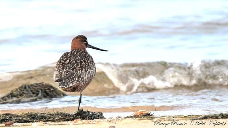 Olhão: Ria Formosa 3 Islands Guided Day Trip by Boat - Ilha do Farol: photo stop, free time, and a gentler sunset