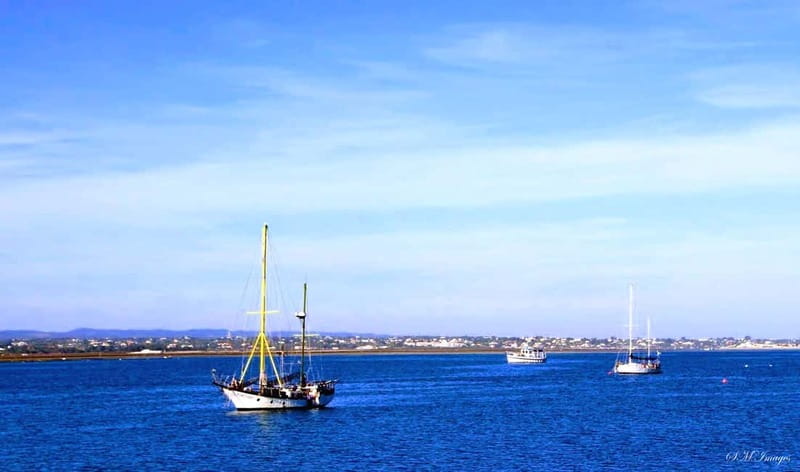 Olhão: Ria Formosa 3 Islands Guided Day Trip by Boat - What your guide teaches: birds, tides, and the Ria Formosa ecosystem