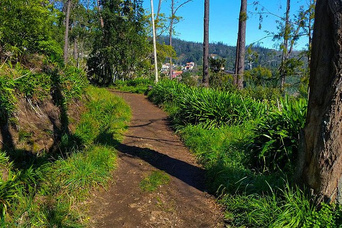Paradise Valley - Levada Walk - Walking Levada da Serra do Faial: why “easy” still feels special