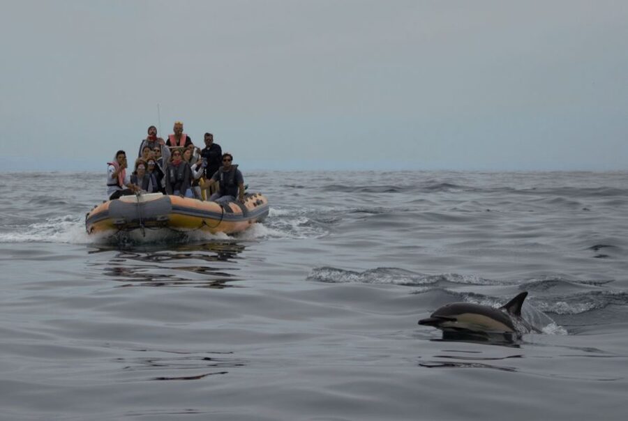 Peniche: Dolphin Route Boat Trip - Rules That Help Wildlife Watching (And Your Own Safety)