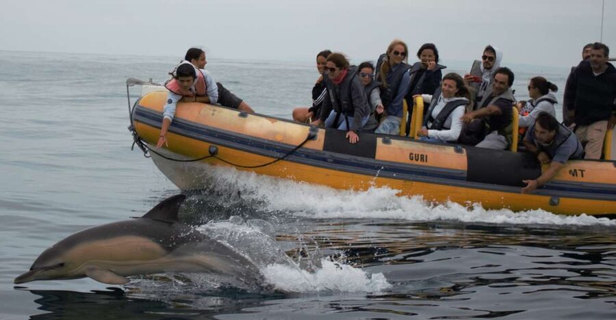 Peniche: Dolphin Route Boat Trip - Best For: Who Will Love This Trip
