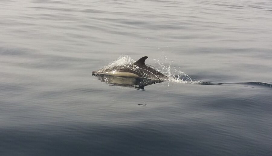 Peniche: Dolphin Route Boat Trip - How to Get the Most Out of Your Dolphin Watching