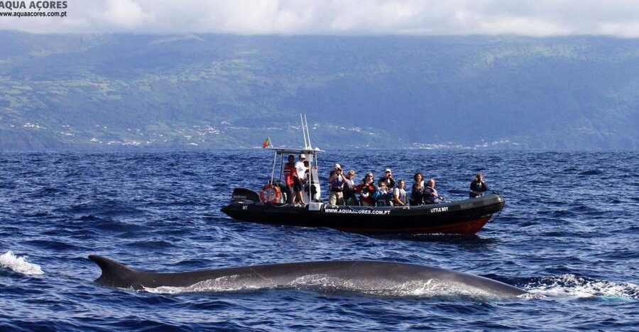 Pico Island: Azores Whale & Dolphin Watching on Zodiac Boat - Setting Out From Lajes do Pico Harbor, Aqua Açores Style