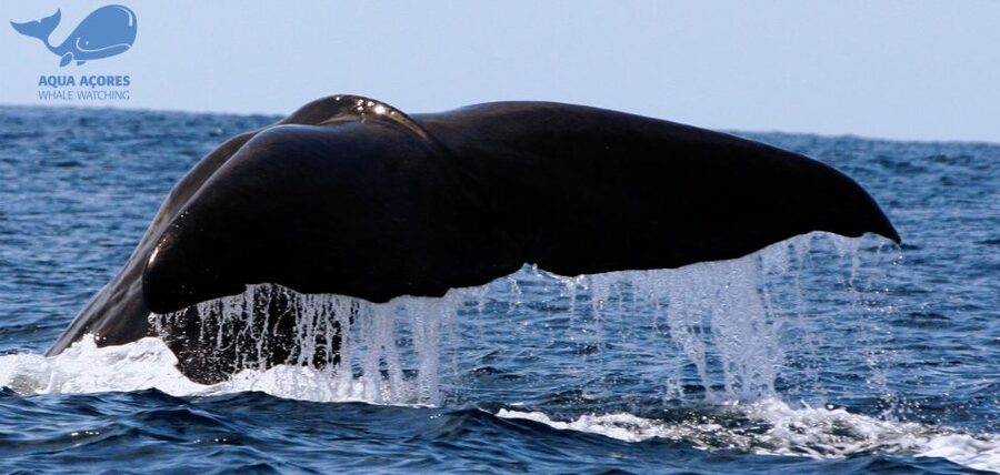 Pico Island: Azores Whale & Dolphin Watching on Zodiac Boat - Zodiac Boat Time: What the Ride Feels Like and Why It Matters