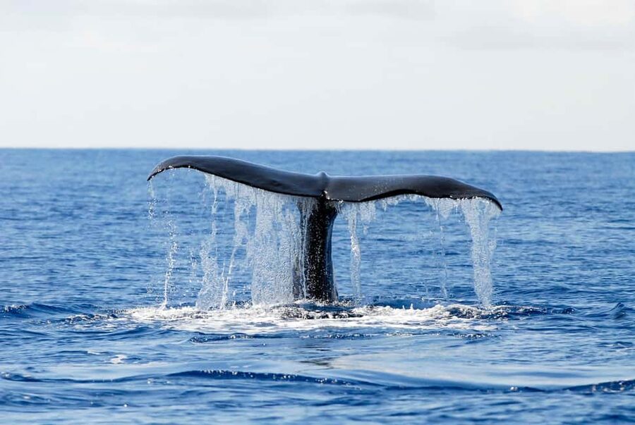 Pico Island: Azores Whale & Dolphin Watching on Zodiac Boat - Your Marine Guide Moment: How It Helps You Understand What You See