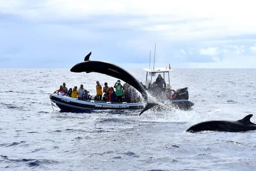 Pico Island: Azores Whale & Dolphin Watching on Zodiac Boat - Price and Value: What $53 Gets You (and Why It’s Reasonable Here)