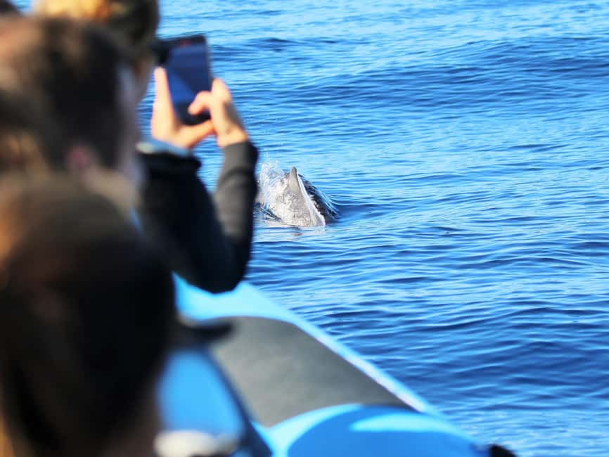 Pico Island: Whale Watching Experience from Lajes - Key things I’d circle before you book