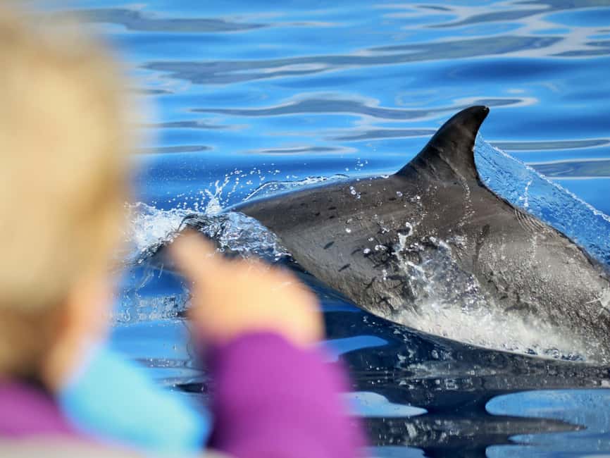 Pico Island: Whale Watching Experience from Lajes - Price and value: is $68 worth it?