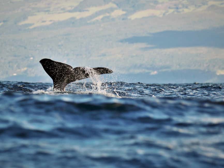 Pico Island: Whale Watching Experience from Lajes - Arrival in Lajes do Pico, and why the meeting point matters
