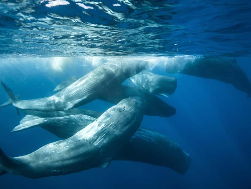 Pico Island: Whale Watching Experience from Lajes - How the search works, and what it feels like when you find them