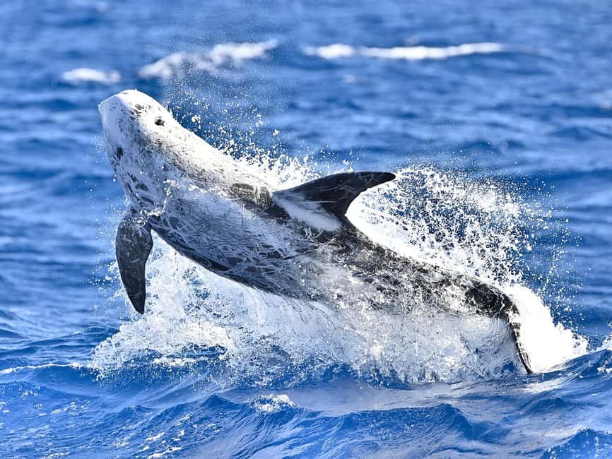 Pico Island: Whale Watching Experience from Lajes - What marine biologists teach you before your eyes catch up