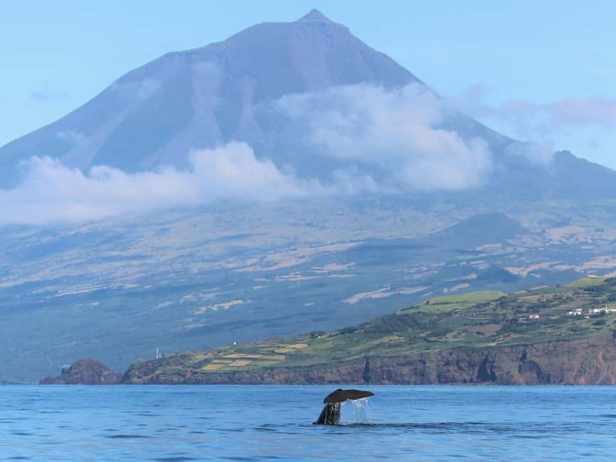 Pico Island: Whale Watching Experience from Lajes - Where you get the best views, away from the crowds
