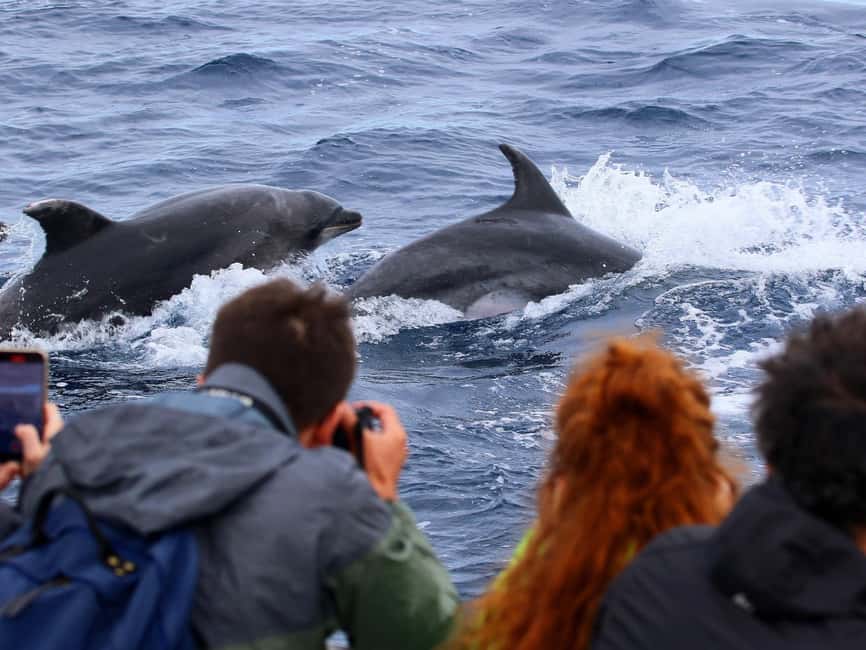 Pico Island: Whale Watching Experience from Lajes - What you might spot: whales, dolphins, and bonus marine life