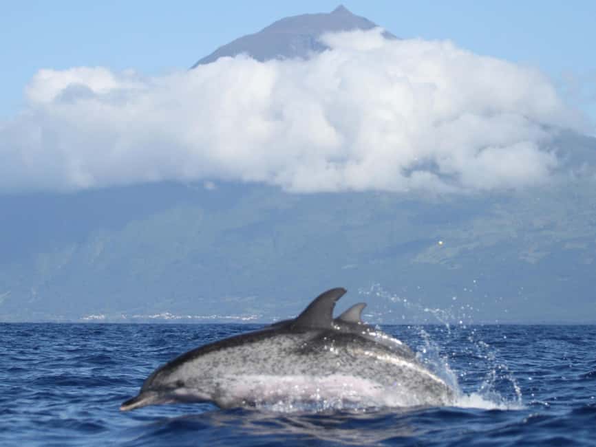 Pico Island: Whale Watching Experience from Lajes - Responsible wildlife viewing, not a zoo experience