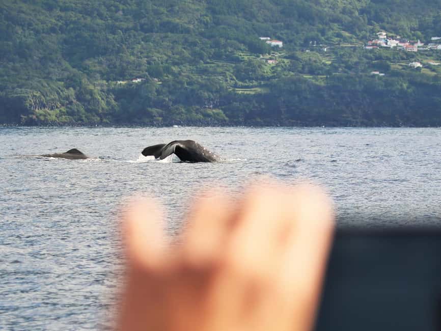 Pico Island: Whale Watching Experience from Lajes - Timing, duration, and how to dress for the Atlantic