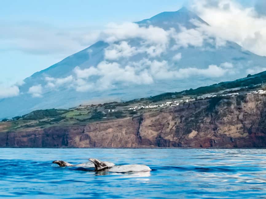 Pico Island: Whale Watching Experience from Lajes - The 15-minute safety briefing, then out onto a fast boat