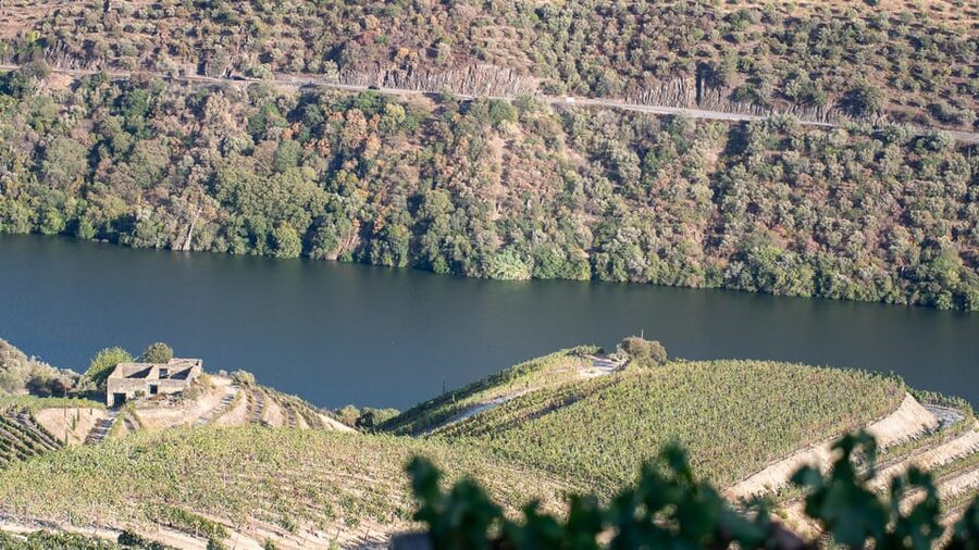 Pinhão: Quinta da Formigosa Vineyard Tour and Wine Tasting - Winery visit: getting the grape-to-bottle view in about 30 minutes