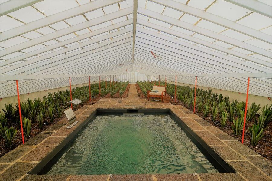 Ponta Delgada: Greenhouse Hot Tube with Pineapple Tour - What you can do in the hot pool (beyond just soaking)