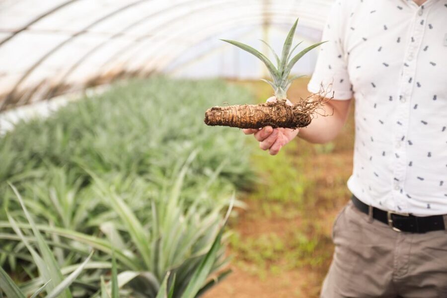 Ponta Delgada: Greenhouse Hot Tube with Pineapple Tour - The 5pm pineapple tour: 20 to 30 minutes with a pineapple expert