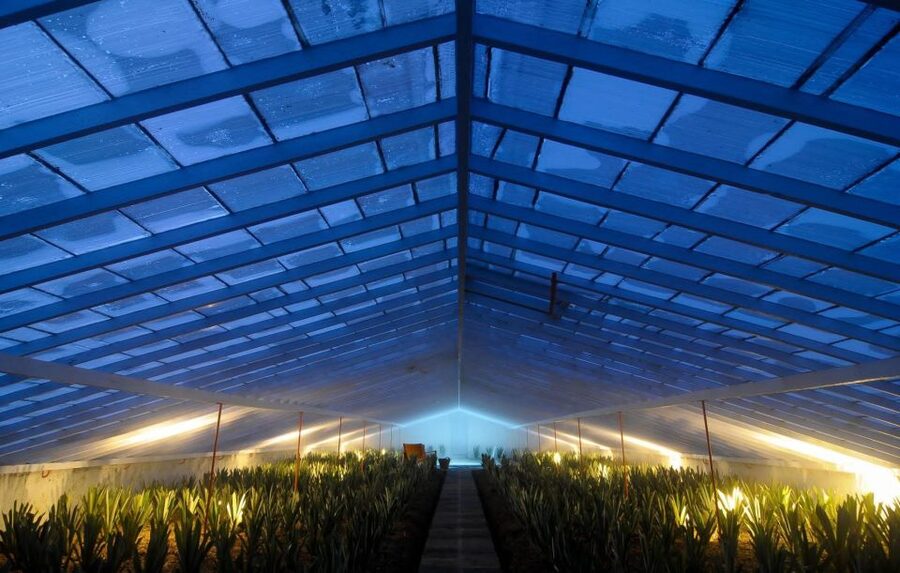 Ponta Delgada: Greenhouse Hot Tube with Pineapple Tour - Timing tips: how to make the afternoon feel smooth