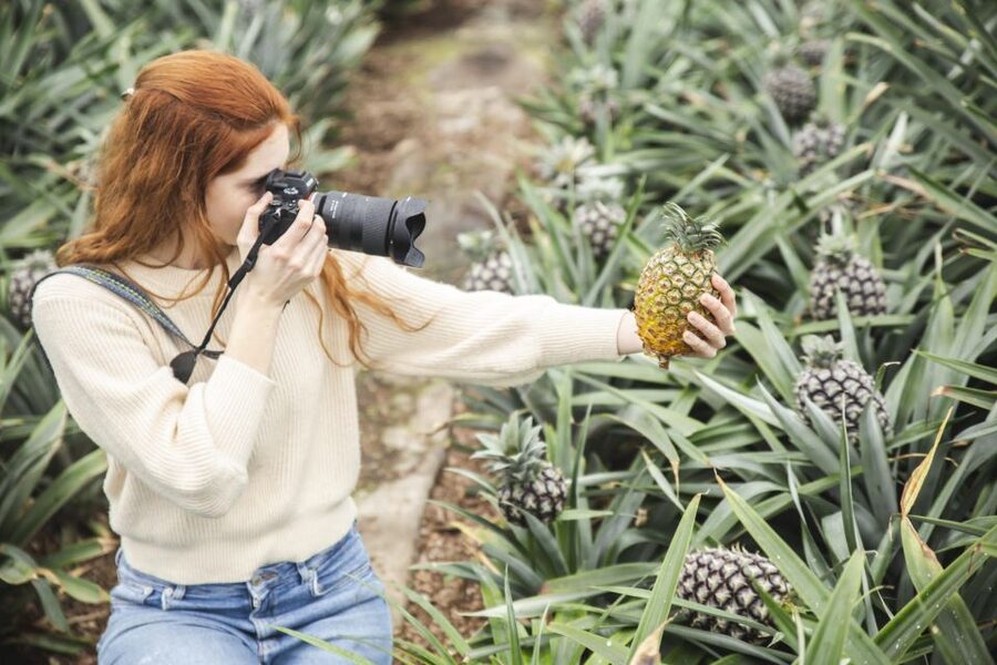 Ponta Delgada: Pineapple wine tasting and pineapple tour - Pineapple wine tasting with Azorean cheese, bread, and homemade extras