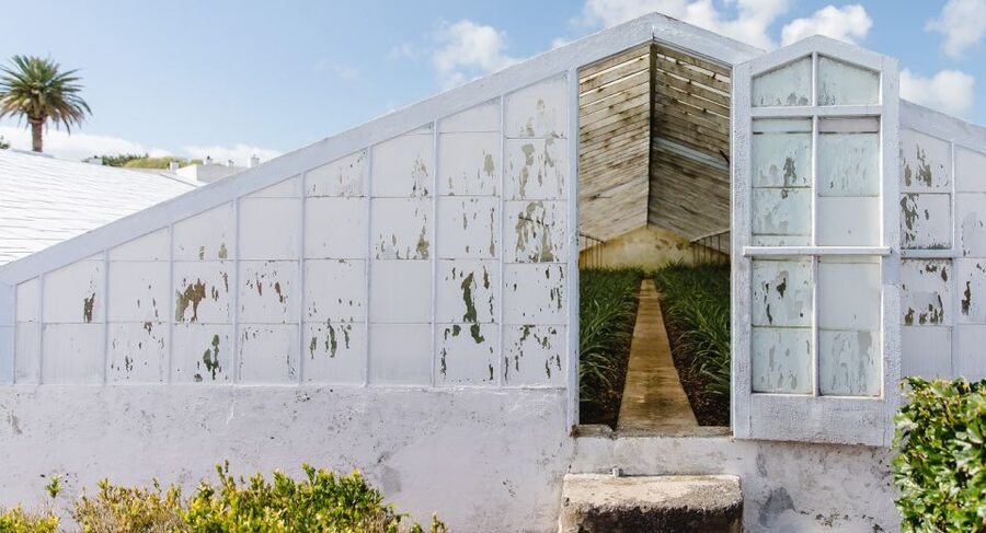 Ponta Delgada: Pineapple wine tasting and pineapple tour - Walking the pineapple greenhouses, hand-made farming, and what to look for
