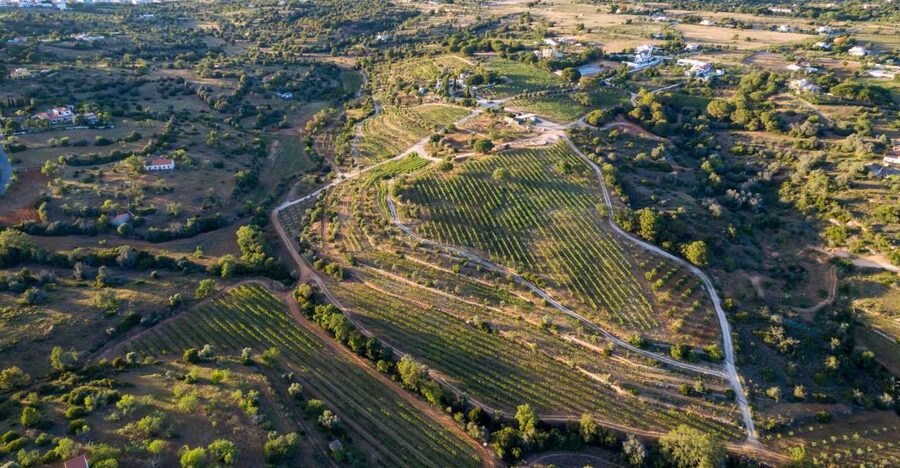 Porches: Algarve Vineyard Tour and Wine Tasting Experience - Quinta dos Capinhas key highlights