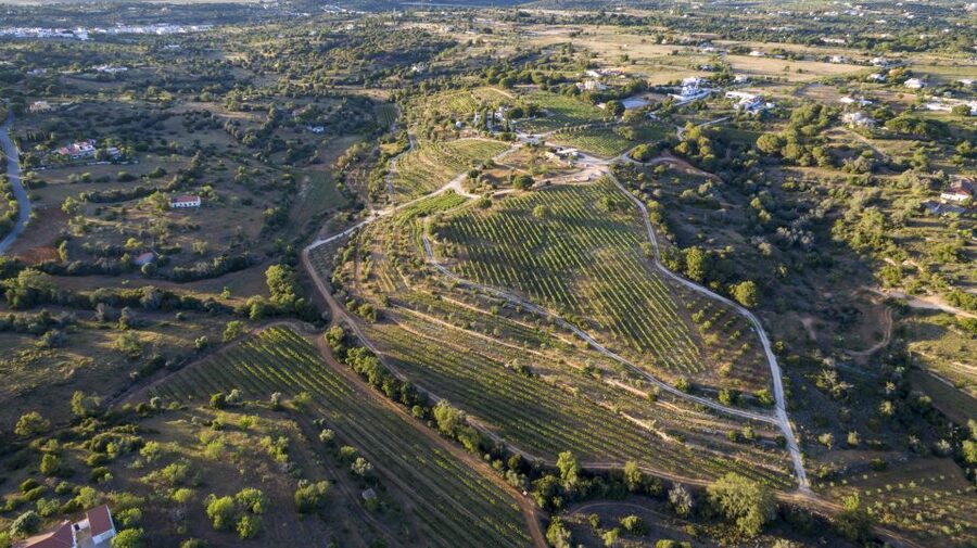 Porches: Algarve Vineyard Tour and Wine Tasting Experience - Entering a family vineyard with ocean-and-mountain views