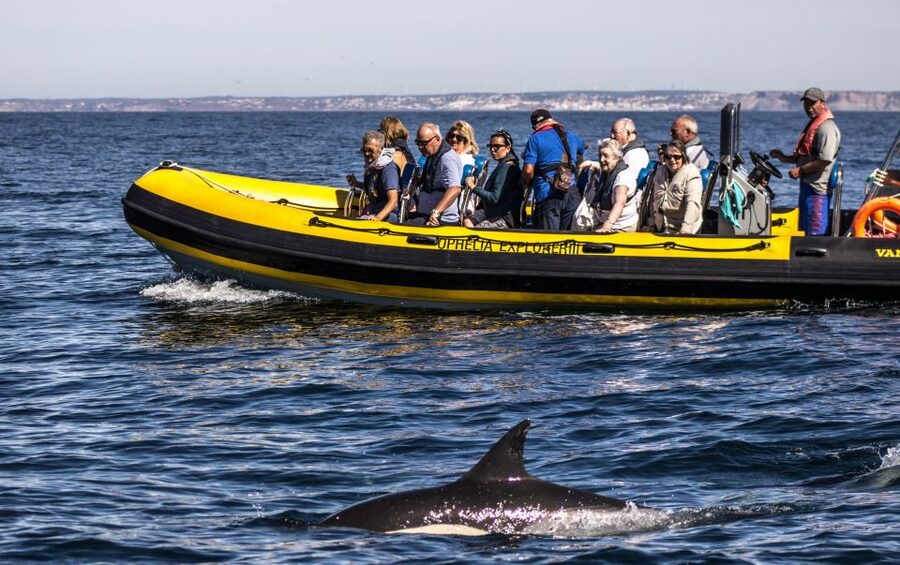 Portimão: 2-Hour Dolphin Watching Boat Tour - Key Things That Make This Dolphin Tour Work